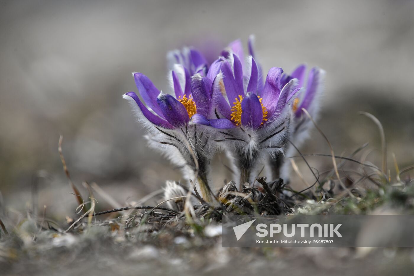 Russia Wildlife