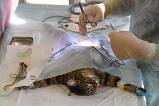 Russia Animals Veterinary Clinic
