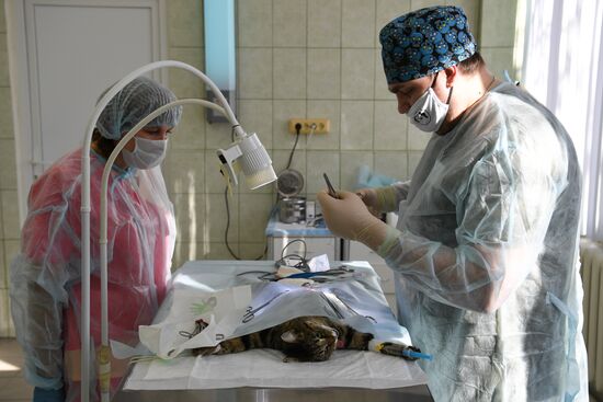 Russia Animals Veterinary Clinic