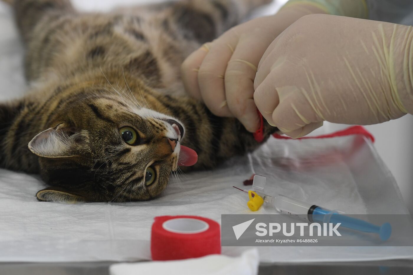 Russia Animals Veterinary Clinic