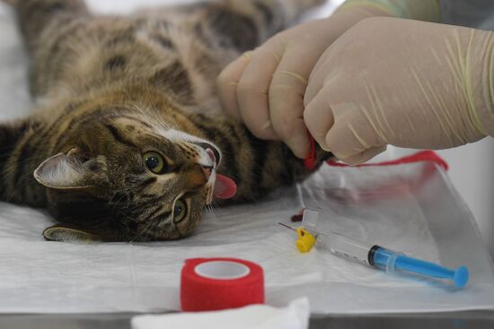 Russia Animals Veterinary Clinic