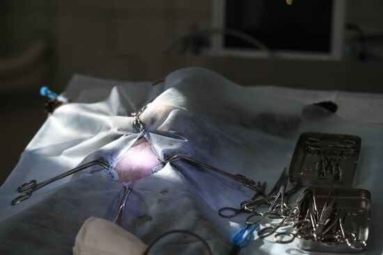 Russia Animals Veterinary Clinic