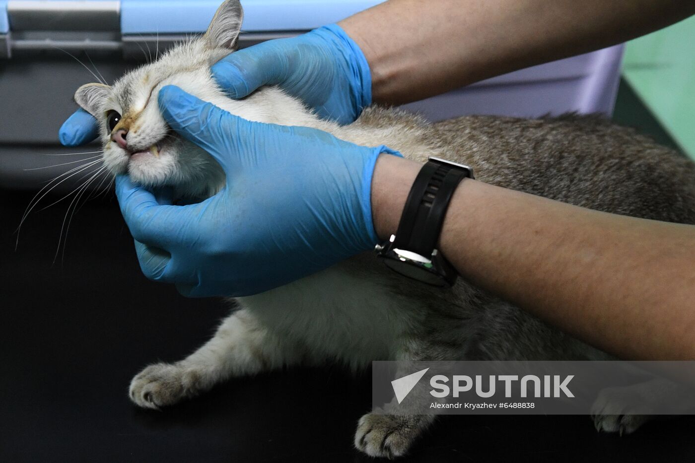 Russia Animals Veterinary Clinic