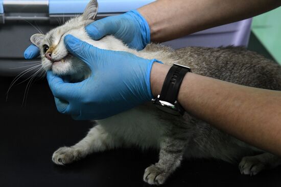 Russia Animals Veterinary Clinic