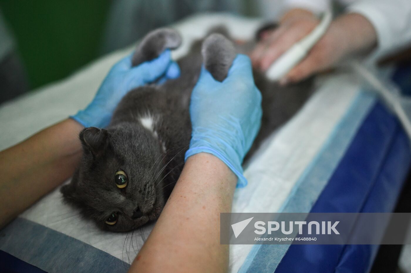 Russia Animals Veterinary Clinic
