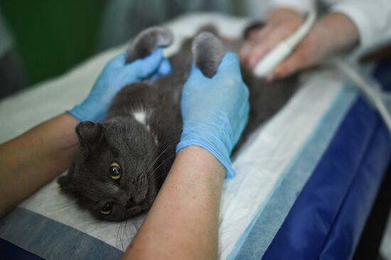 Russia Animals Veterinary Clinic