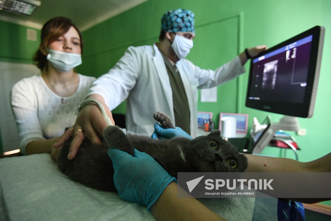 Russia Animals Veterinary Clinic