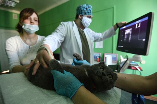 Russia Animals Veterinary Clinic