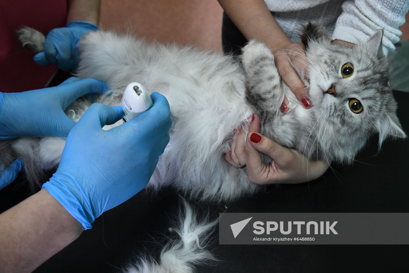 Russia Animals Veterinary Clinic