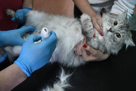 Russia Animals Veterinary Clinic