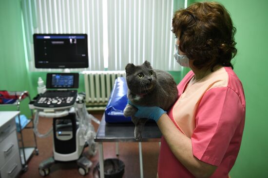 Russia Animals Veterinary Clinic