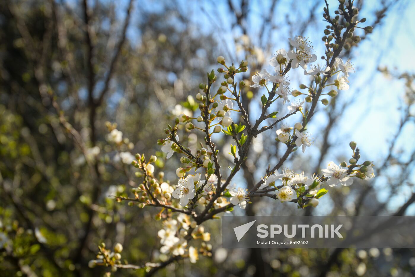 Azerbaijan Nowruz