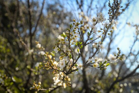 Azerbaijan Nowruz