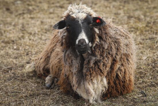 Russia Agriculture Sheep Breeding
