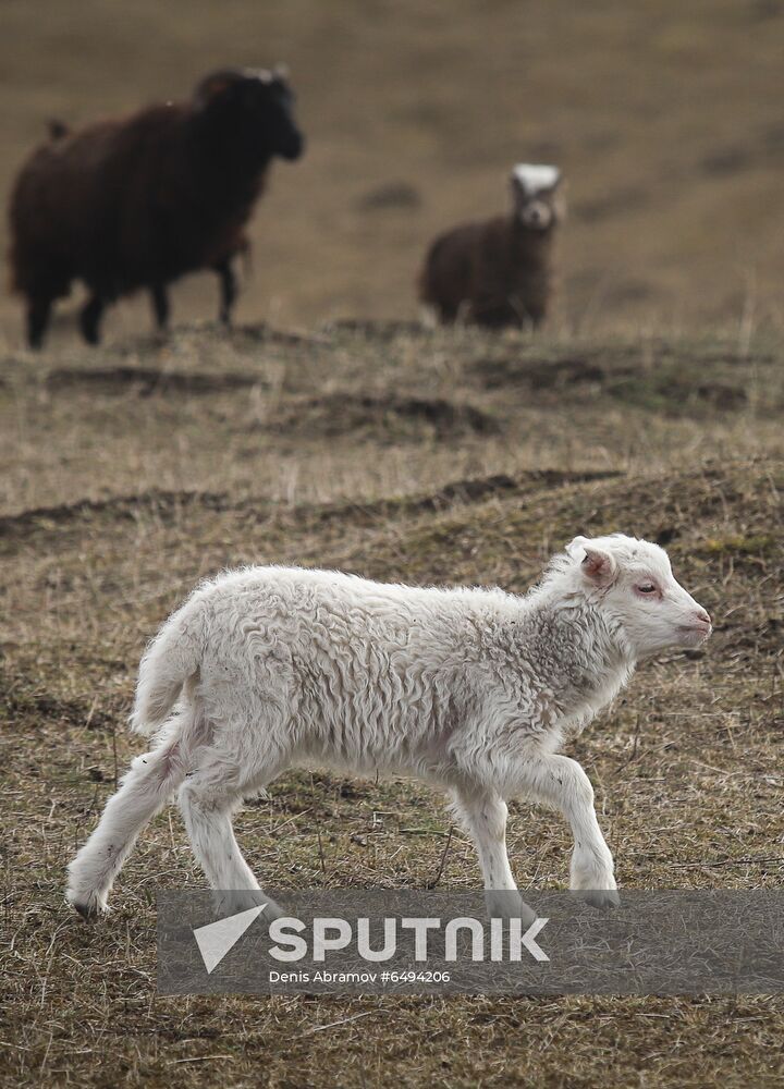 Russia Agriculture Sheep Breeding