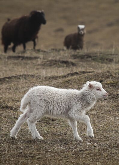Russia Agriculture Sheep Breeding