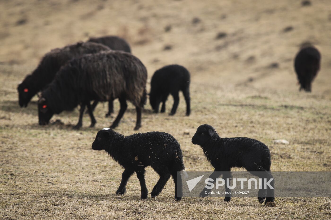 Russia Agriculture Sheep Breeding