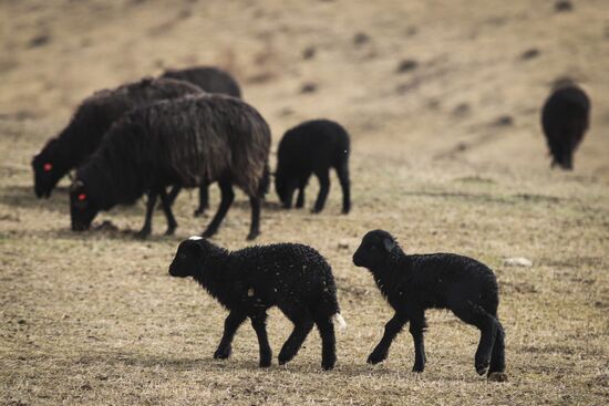 Russia Agriculture Sheep Breeding