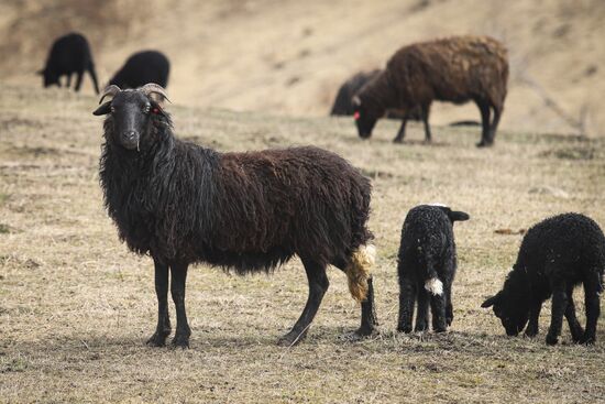 Russia Agriculture Sheep Breeding
