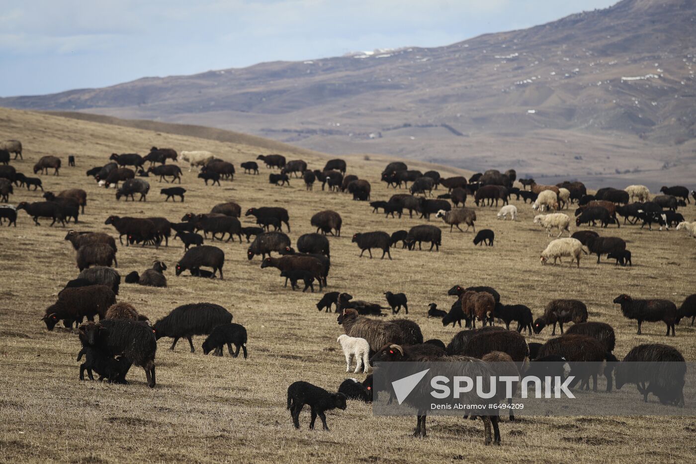 Russia Agriculture Sheep Breeding