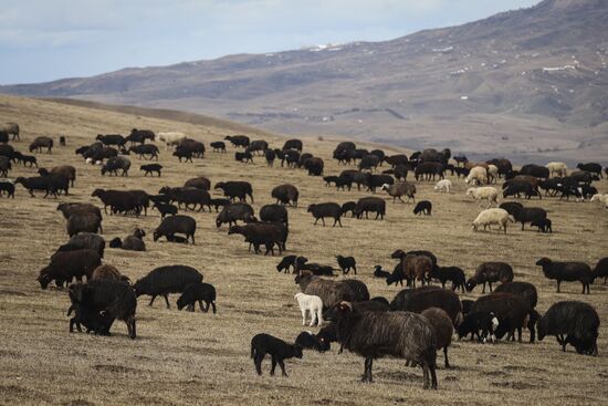 Russia Agriculture Sheep Breeding