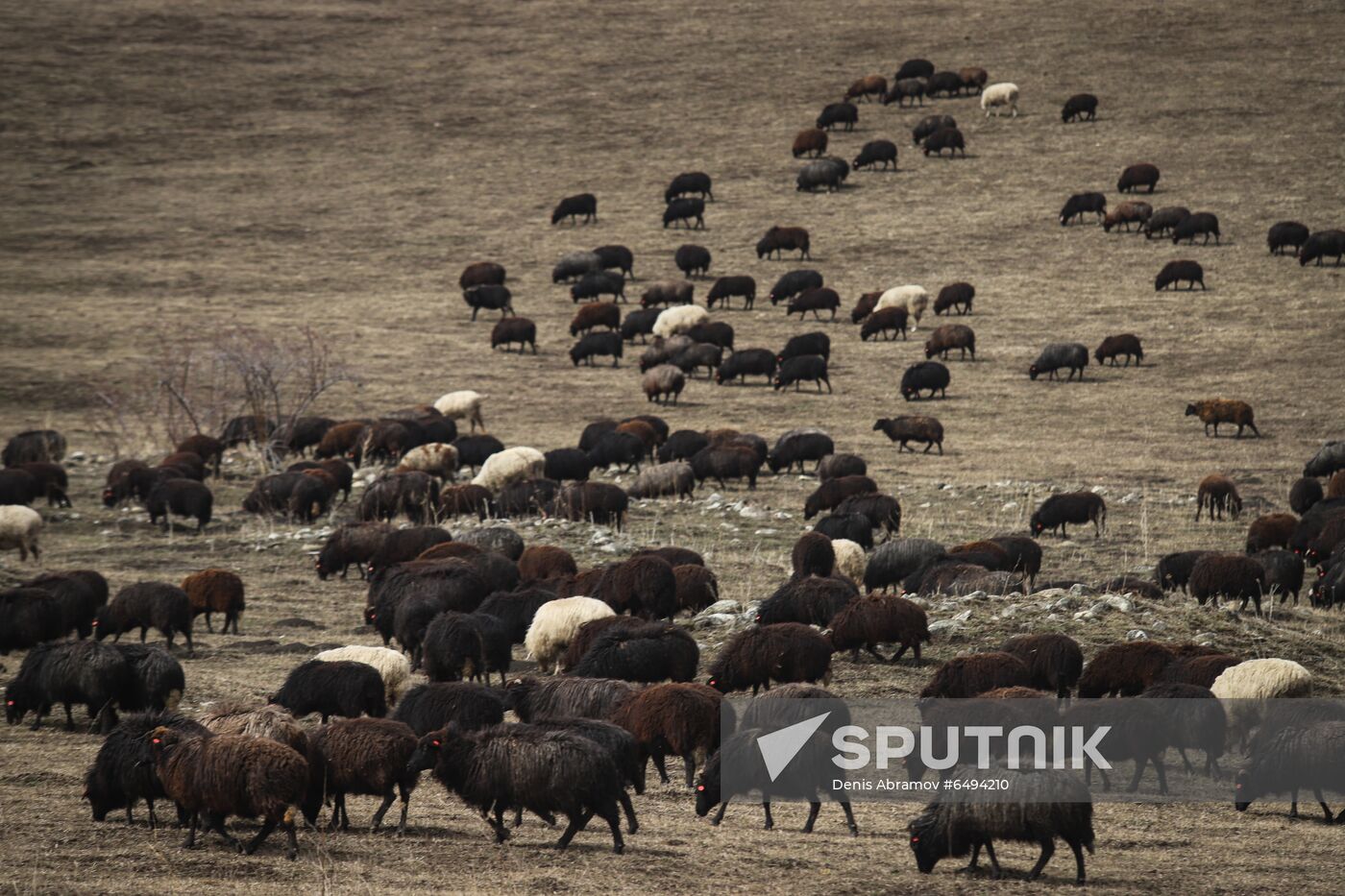Russia Agriculture Sheep Breeding
