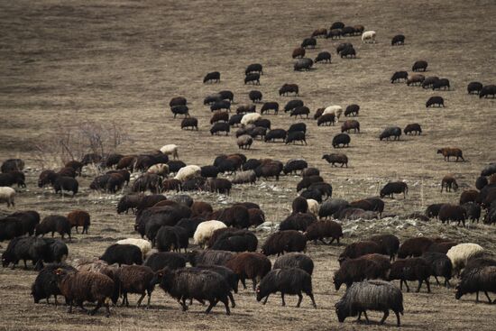 Russia Agriculture Sheep Breeding