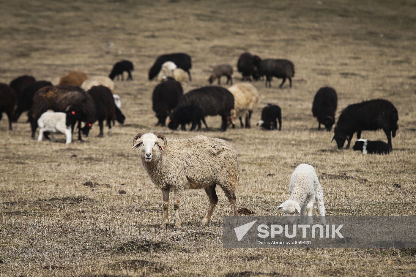 Russia Agriculture Sheep Breeding