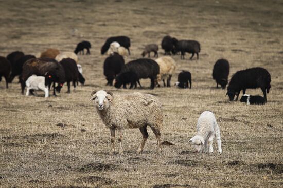 Russia Agriculture Sheep Breeding