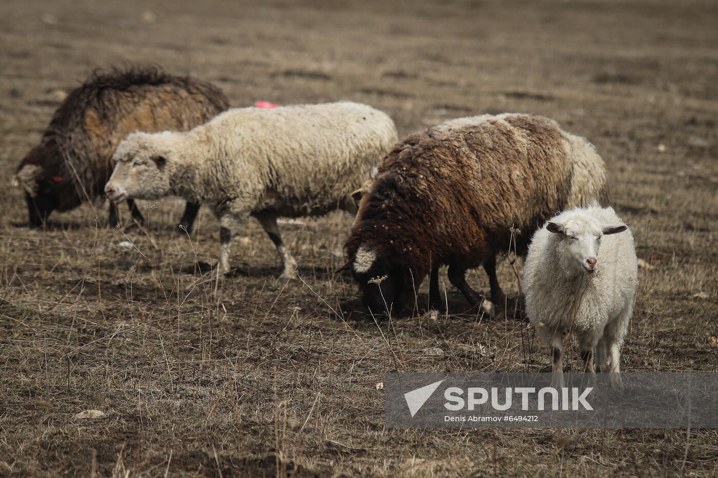 Russia Agriculture Sheep Breeding