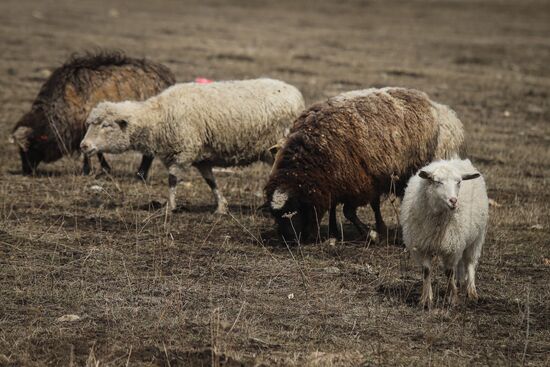 Russia Agriculture Sheep Breeding