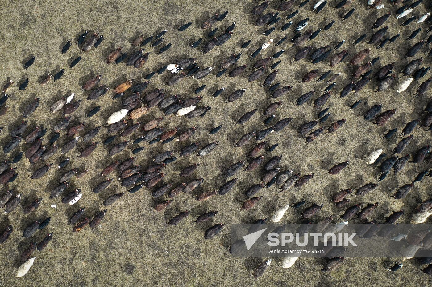 Russia Agriculture Sheep Breeding