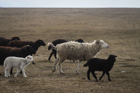 Russia Agriculture Sheep Breeding
