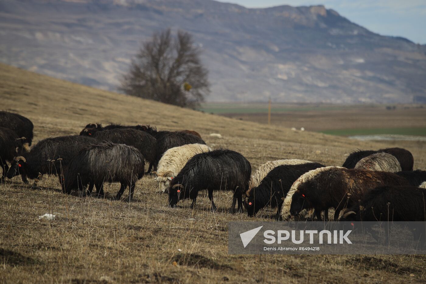 Russia Agriculture Sheep Breeding