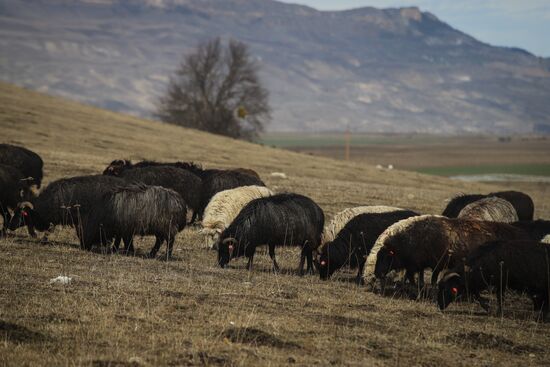Russia Agriculture Sheep Breeding