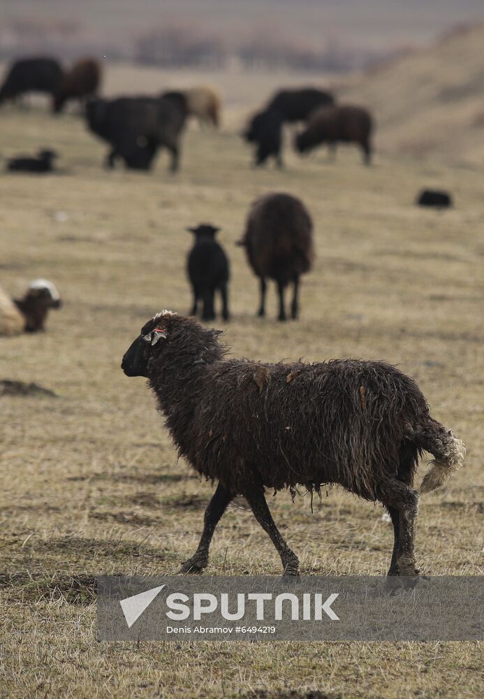 Russia Agriculture Sheep Breeding