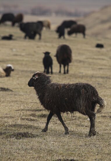 Russia Agriculture Sheep Breeding