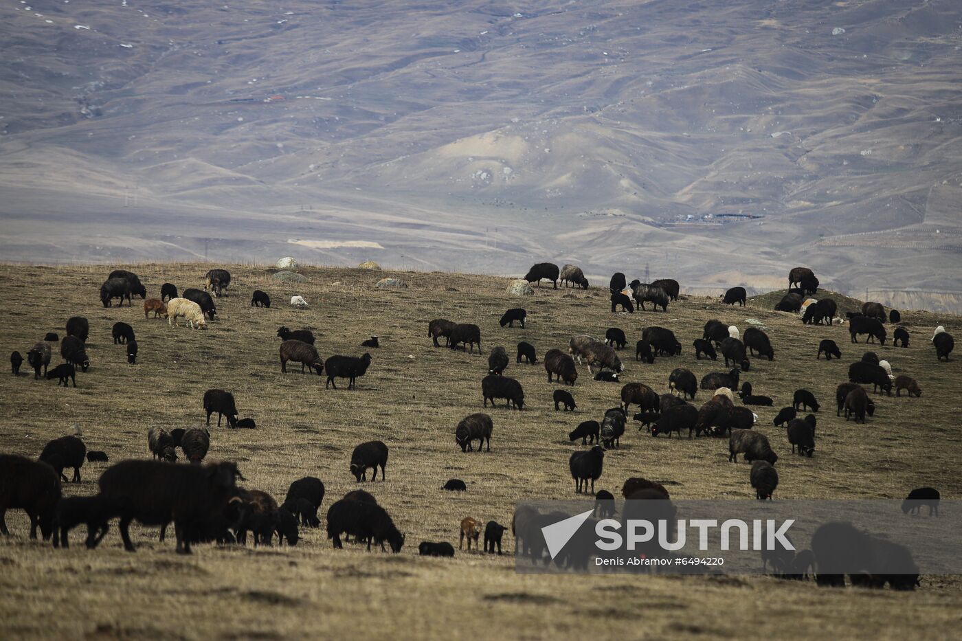 Russia Agriculture Sheep Breeding