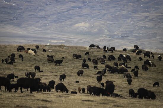 Russia Agriculture Sheep Breeding