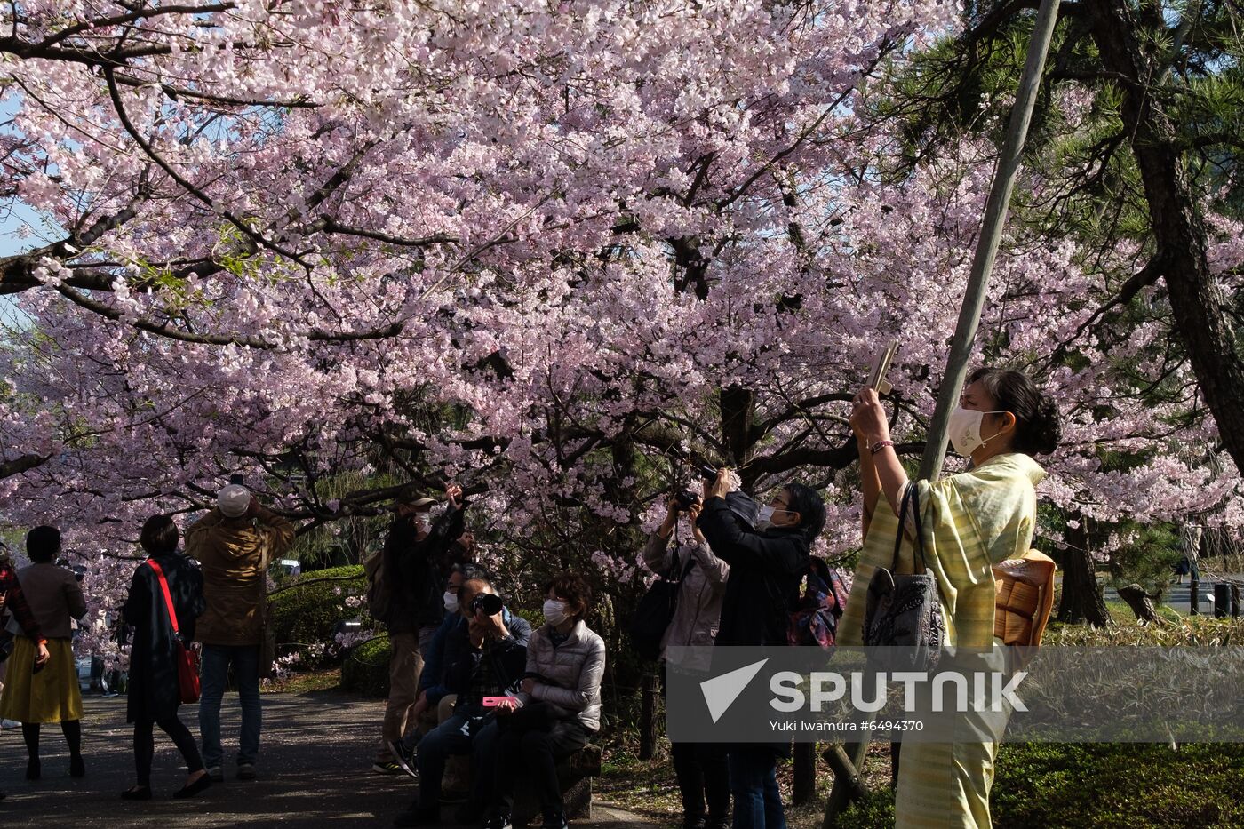 Japan Spring Cherry Blossoms