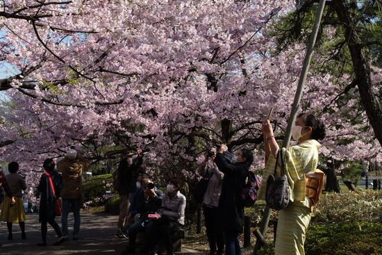 Japan Spring Cherry Blossoms