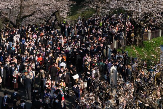 Japan Spring Cherry Blossoms