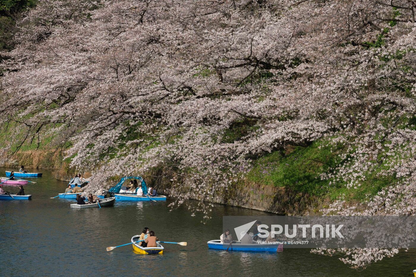 Japan Spring Cherry Blossoms