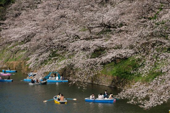 Japan Spring Cherry Blossoms