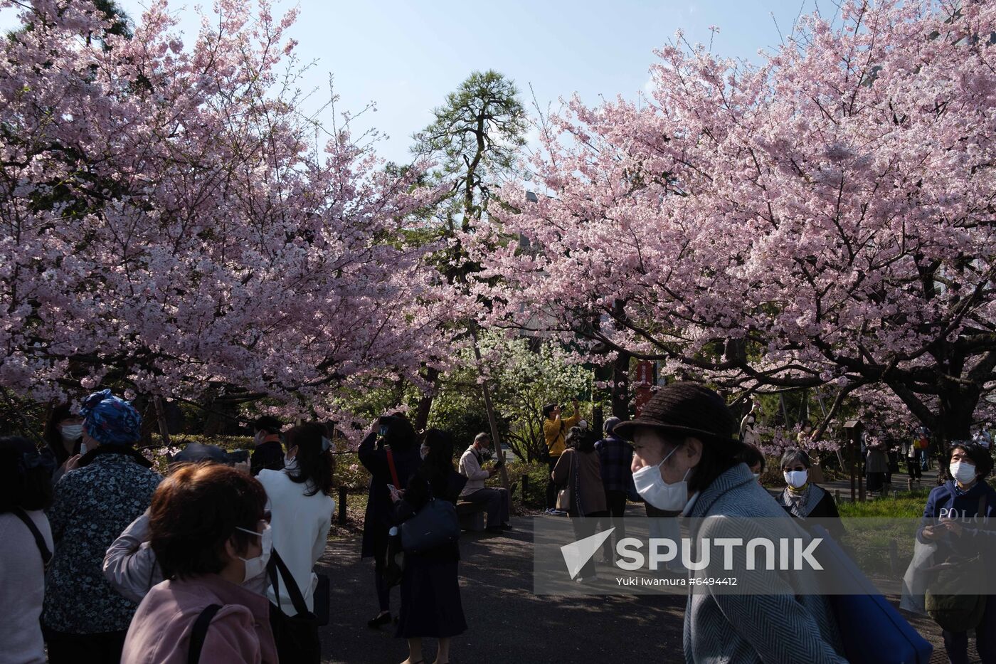 Japan Spring Cherry Blossoms