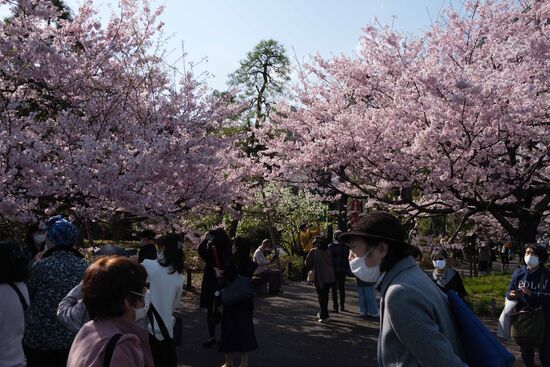 Japan Spring Cherry Blossoms