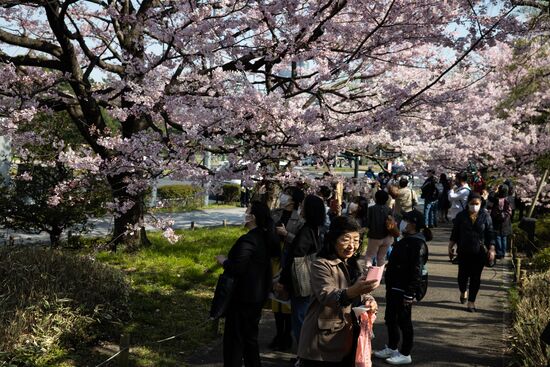 Japan Spring Cherry Blossoms