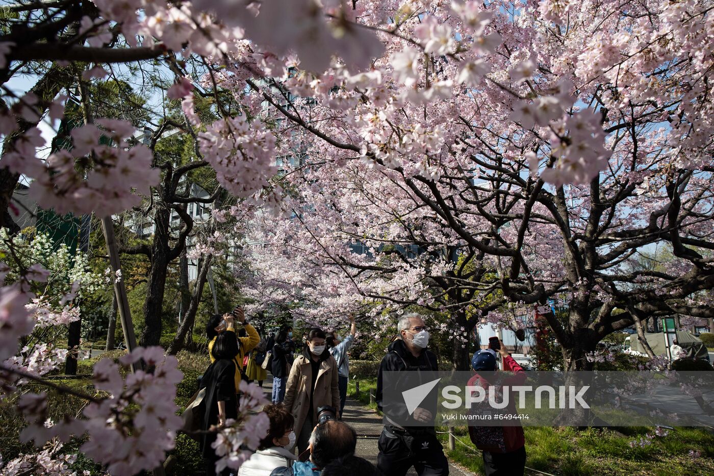 Japan Spring Cherry Blossoms