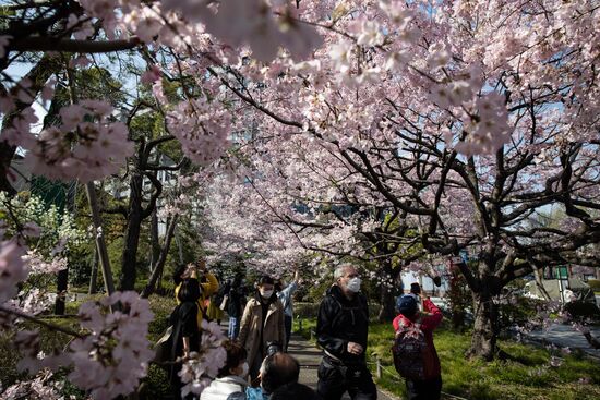Japan Spring Cherry Blossoms