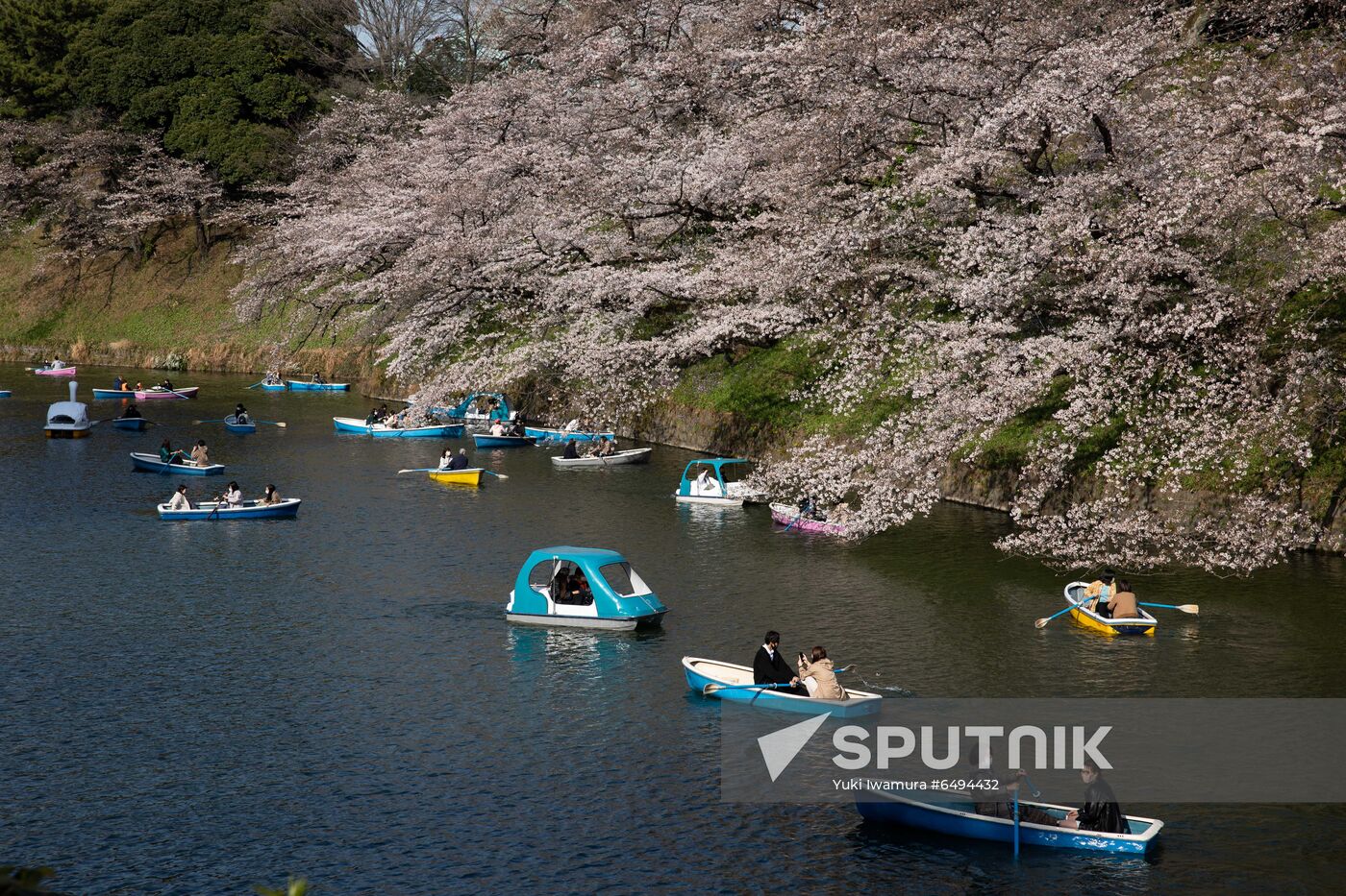 Japan Spring Cherry Blossoms